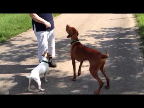 Ene, mene, miste, es rappelt in der Kiste