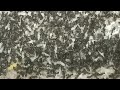 Crowded Ants Gather To Move The Nest