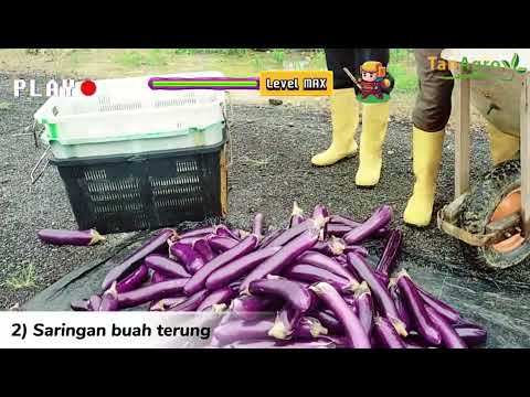 𝙁𝙄𝙉𝘼𝙇 𝙋𝘼𝙍𝙏 : 𝘽𝙖𝙜𝙖𝙞𝙢𝙖𝙣𝙖 𝙣𝙖𝙠 𝙩𝙖𝙣𝙖𝙢 𝙩𝙚𝙧𝙪𝙣𝙜 𝙙𝙖𝙣 𝙢𝙚𝙢𝙥𝙚𝙧𝙤𝙡𝙚𝙝 𝙝𝙖𝙨𝙞𝙡 𝙮𝙖𝙣𝙜 𝙗𝙖𝙞𝙠 ?