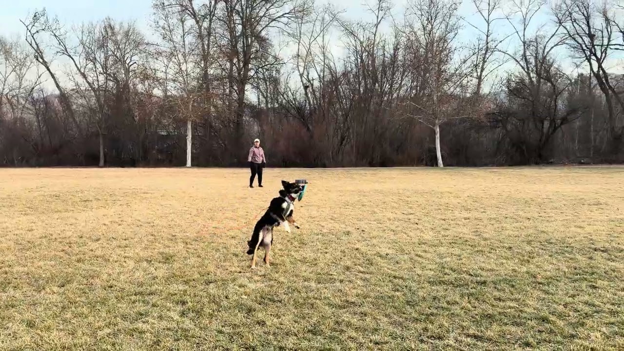 Enlarge FELIX ***video!***, a ADOPTABLE Border Collie in Nampa, ID video 3/6