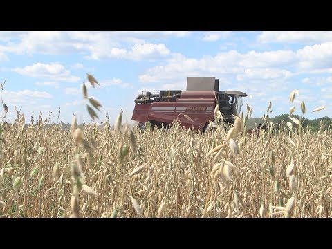 В этом году в Беларуси планируется собрать 9,5 миллионов тонн зерна видео