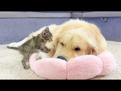 YouTube 썸네일