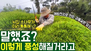 2년만에 대표님을 삼켜버린 소나무! + 개밥전지로 소나무 몸집 키우기, 나무 가격 알아내는 꿀팁, 오가위질 …