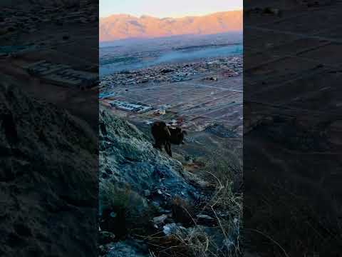 Youtubesupportme_____saeedsaryabi_____doglover