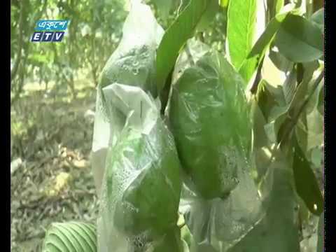 মেহেরপুরে বাণিজ্যিক ভিত্তিতে থাই পেয়ারার চাষ