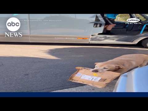 Adorable delivery dog helps carry packages
