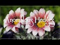 Anomalous Hedges - The Mini Vandals