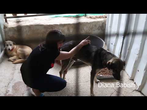 Animal and Environment Association - Bethlehem Palestine