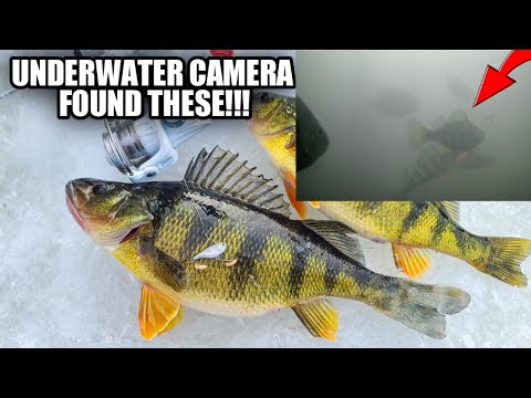 MONDO Perch Eats Micro Crank (NEW PB?)
