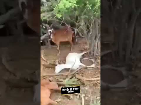 Inundaciones provocan la muerte de animales en paraje El Yuto