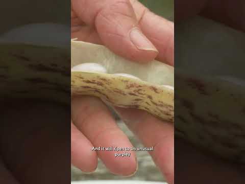 Beans: Health, Planet, & Organic Gardening Essentials