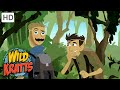WILD KRATTS Hiding From A TIGER Nature
