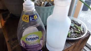 Killing Stink Bugs With Dawn Dish Soap And Water