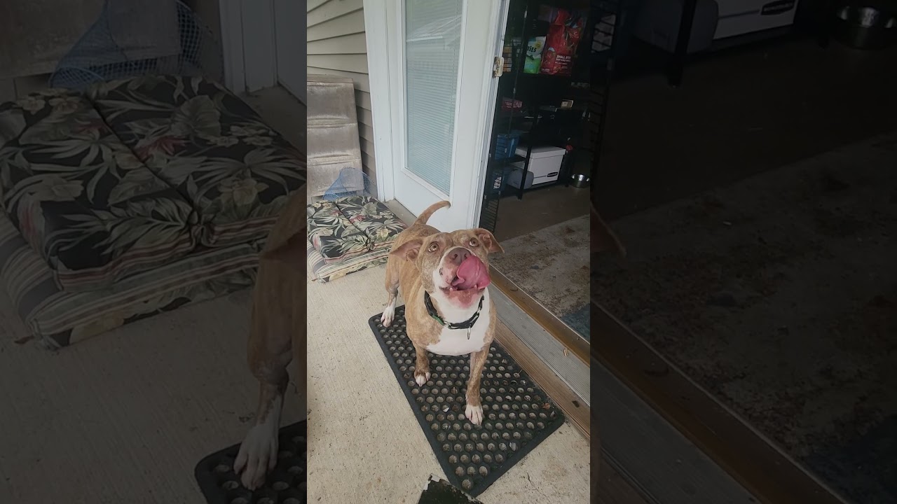 Enlarge Mia, a ADOPTABLE mixed breed in Slidell, LA video 5/5
