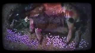 TODAY IS THE DAY - Animal Mother LP Trailer (Southern Lord Recordings)