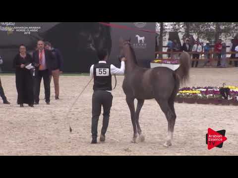 N.55 MLH TORNADO - Asharqia Classic 2018