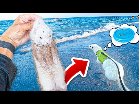 MY FERRET'S FIRST TIME SWIMMING at the BEACH *so cute*