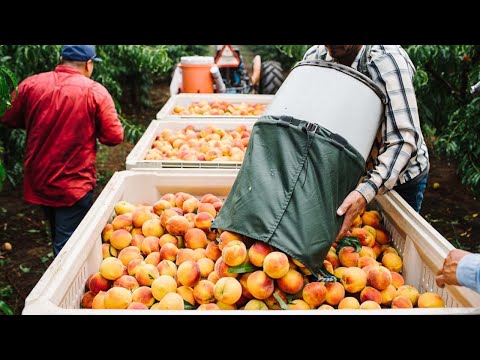 How American Farmers Produce Billions Of Peaches - Amreican Farming