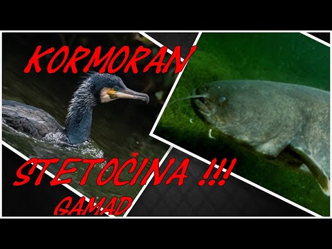 KORMORAN  štetočina GUTA SOMA !!!! NEVEROVATNO !!! RIBOLOV SOM PECANJE
