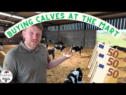 How Much Are Calves Right Now? Buying in the Mart