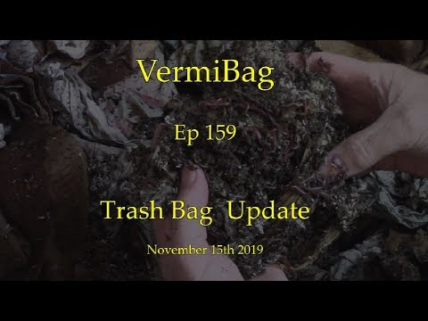 VermiBag  Ep 159   VermiBag Max  "TrashBag"  Update  Nov 15 2019  Worms getting Big