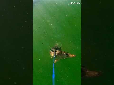 Pike Hunting #fishing #fish #shorts