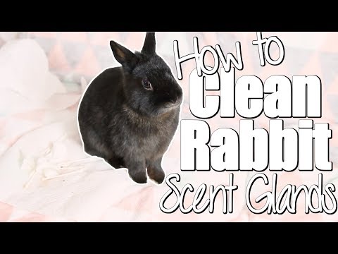 How To Clean a Rabbit's Scent Glands