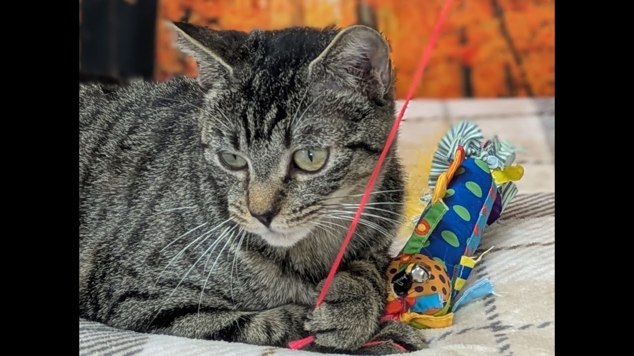 Enlarge Ivanka, an adopted mixed breed in Republic, WA video 6/6