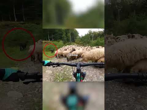 Una ciclista contro i cani da pastore👀