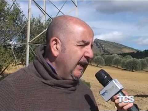 Come si produce l'olio Bambini visitano azienda agricola a Sabucina