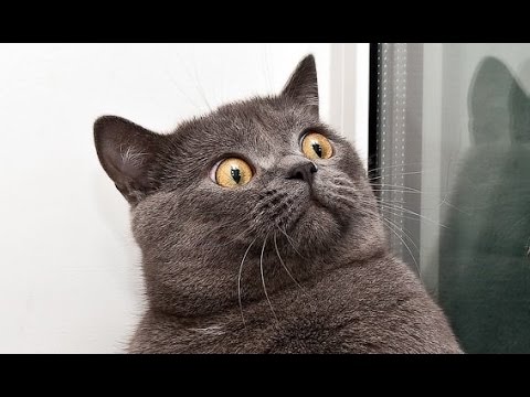 Kattenkaarten: Grappige katten in allerlei soorten posities en situaties