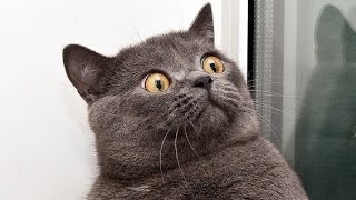 Funny cats in all kins of poitions and situations