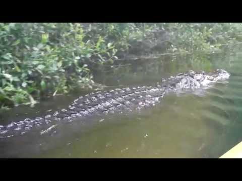 Kayaking with Alligators in Silver Springs FL