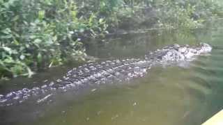 Kayaking with Alligators in Silver Springs FL