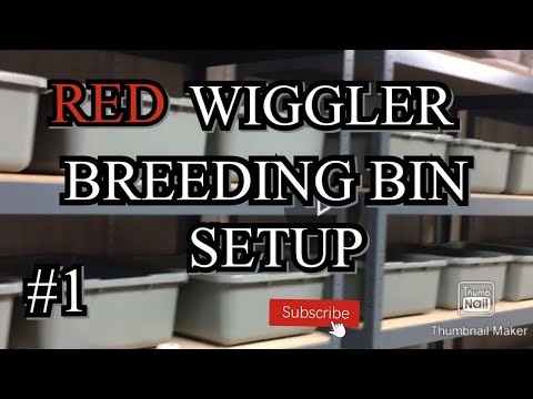 Setting up a red wiggler breeder bin. #1  #redwigglers #wormcomposting