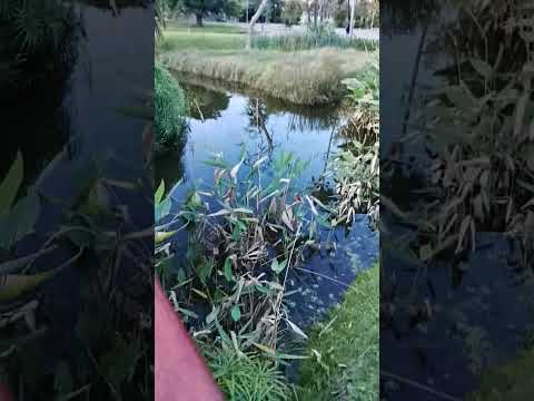 Canteras del Parque Rodó Montevideo . Musica : " T'appartengo  " de Ambra Angiolini  .