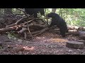 Two Black Bears Pulsing And Jaw Clacking