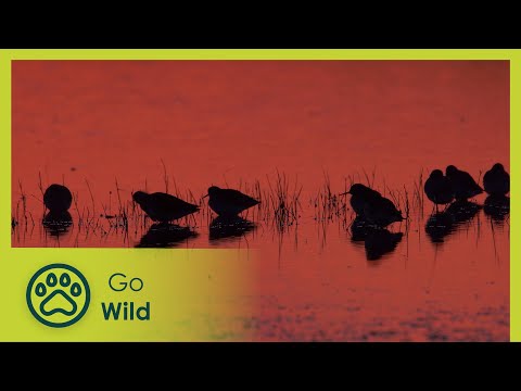 The Predators of the River Tiber - Wild Italy: Top Predators 4/6 - Go Wild
