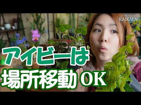 屋内アイビー「シカゴ」 植物
