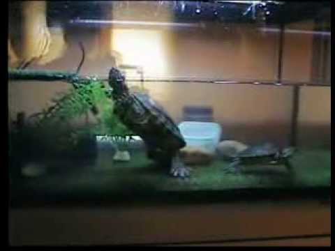 Deyanira y Testudo comiendo