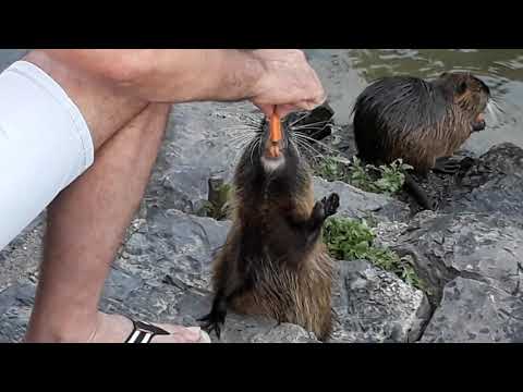 Nutria (coypu) | funny, cute