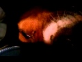 Mario Snoring