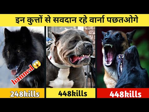इन कुत्ते से सावधान रहे | Banned Dog Breeds in the world | Illegal Dog Breeds In India