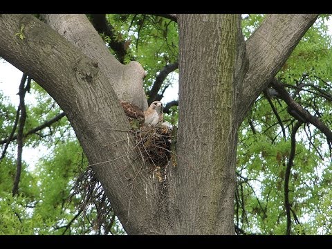Red-tailed Hawks Feeding Nestlings 2-3 weeks old in Central Park