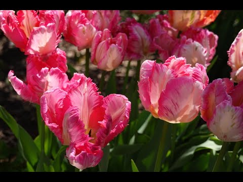 Deer Hill Gardens May 2022