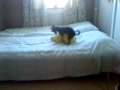 Hund Juckar