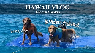 My Dogs goes for their first Boat Swim! | Hawaii Vlog, Life with 2 Goldens, Travel, Family Reunion