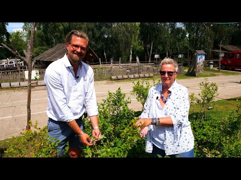 Malte Voigts - Spargelhof Kremmen - Heidelbeersaison 2024