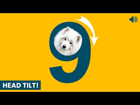 Dog Head Tilt Challenge: 9 Sounds to Try 🐶