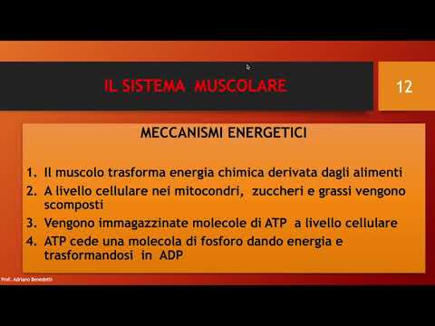 Il sistema muscolare e i meccanismi energetici